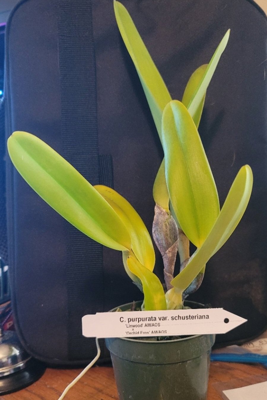 Cattleya (Laelia) purpurata var. schusteriana — Jim-N-I Orchids